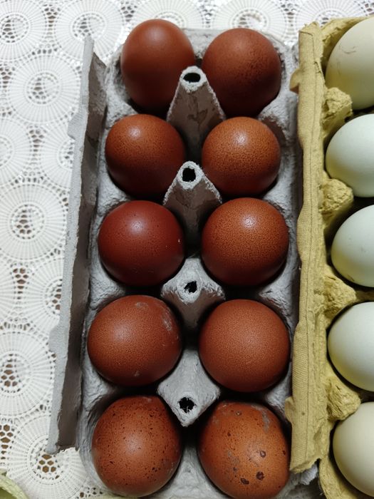 Ouă Roșii și Verzi de la găini Marans și Araucana