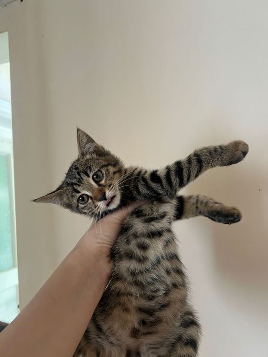 Котята ищут свой дом