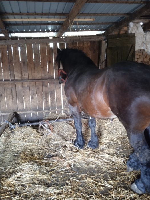 Vanz armăsar de4 ani