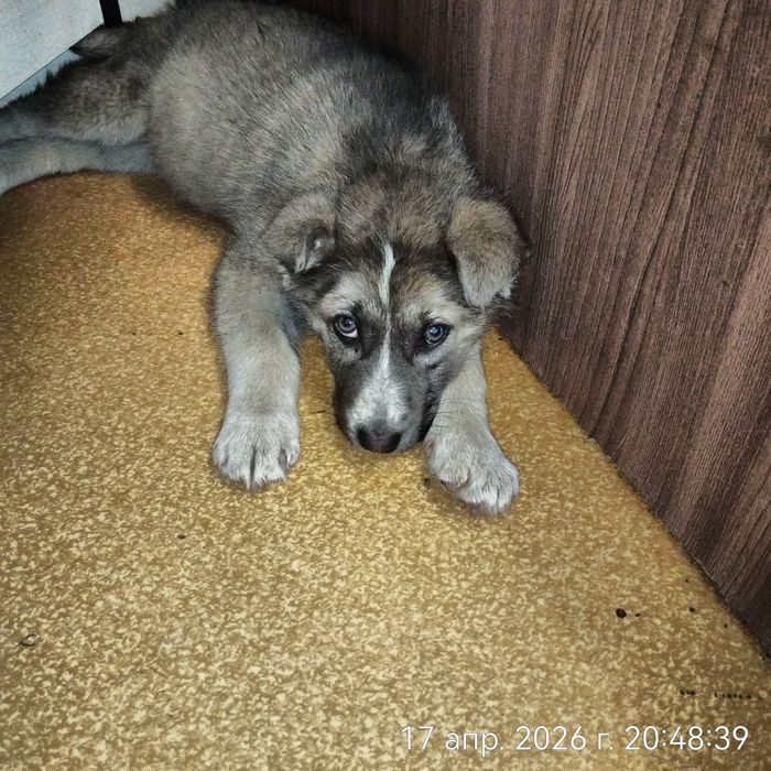 Щенок девочка в поисках дома