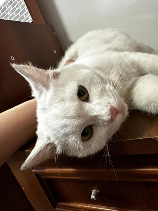 Кошечка в добрые руки