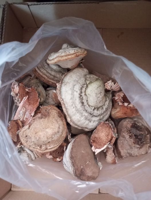 Трутовик.             .