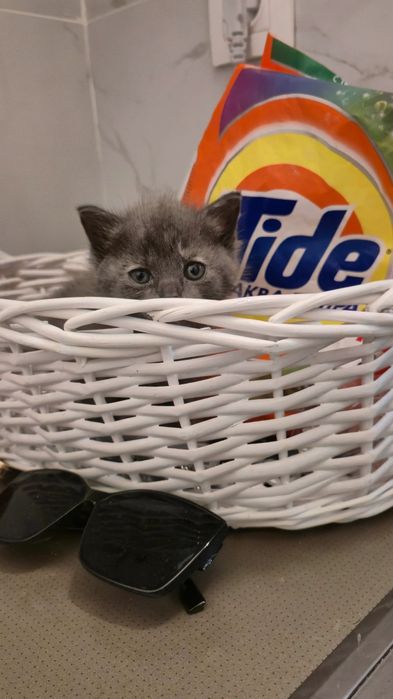 Котёнок помесь с британцем