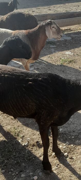 Қошқарлар сатылады