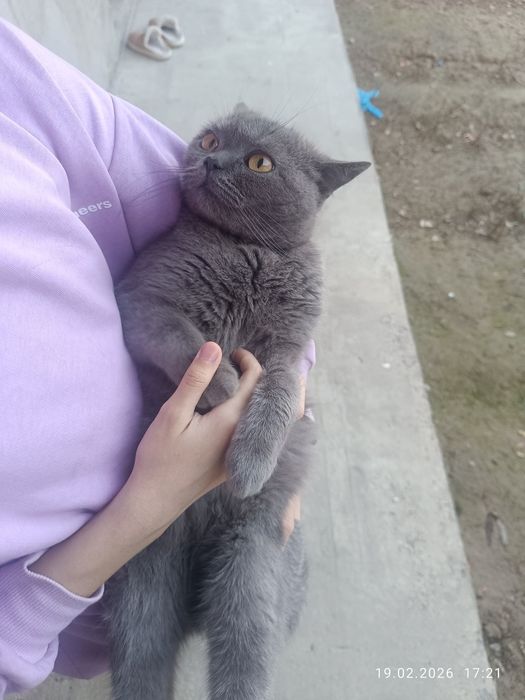 Skotsh strayt mushu sotiladi