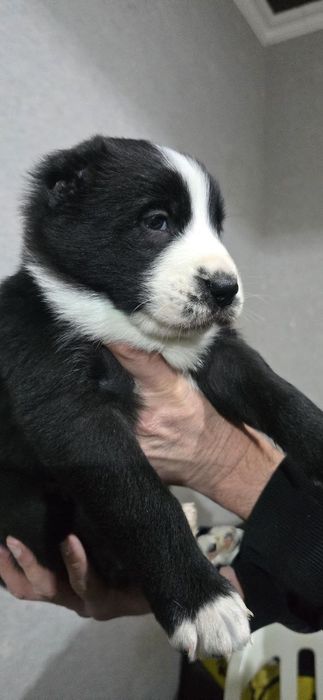 Срочно Щенки Алабая, 25 дней