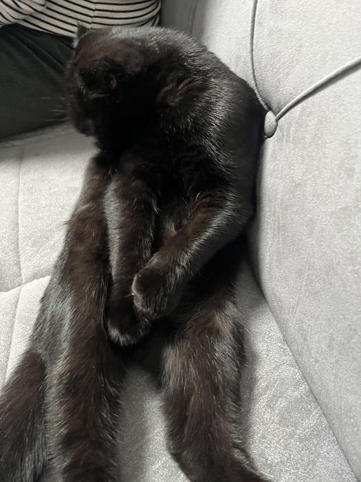 продаю кошку вислоухий