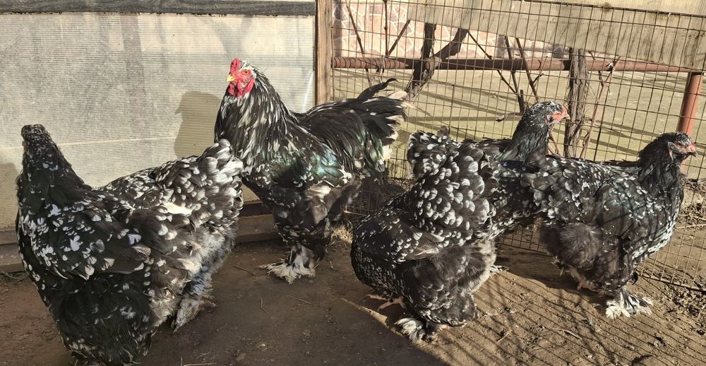 Vând ouă de incubat brahma negru bobat