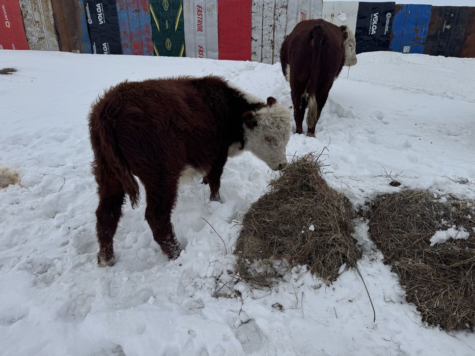 Пацостар сатылады. 10 бас!