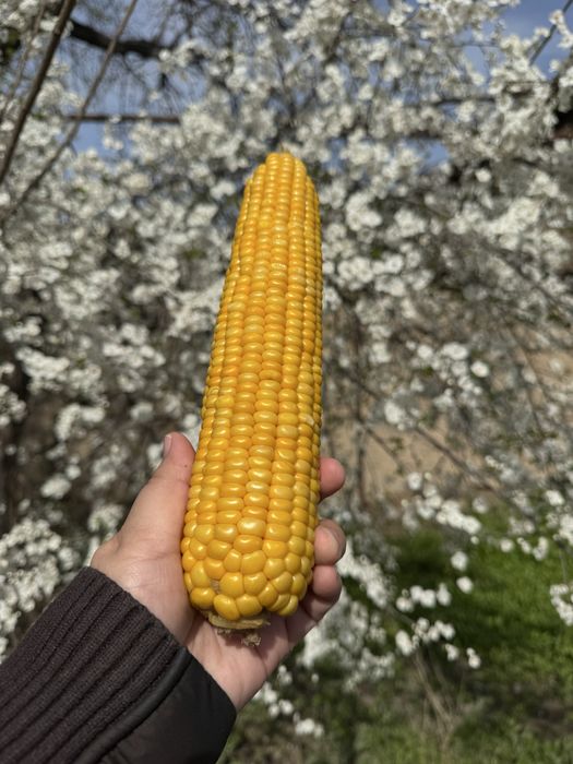 Кукуруза замороженая