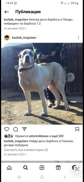 Осы ұрғашы ит сатылады