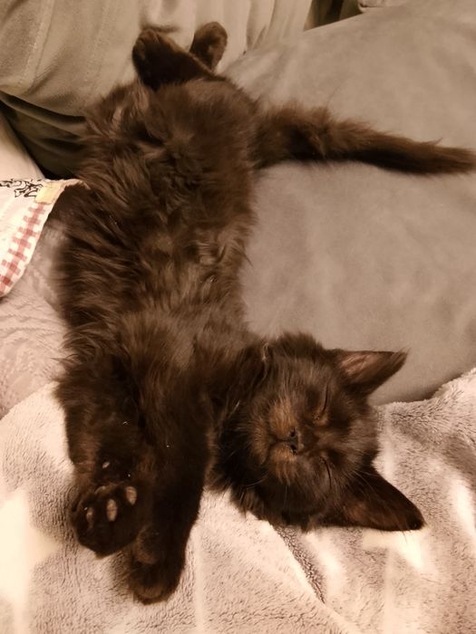 Котёнок мальчик бесплатно