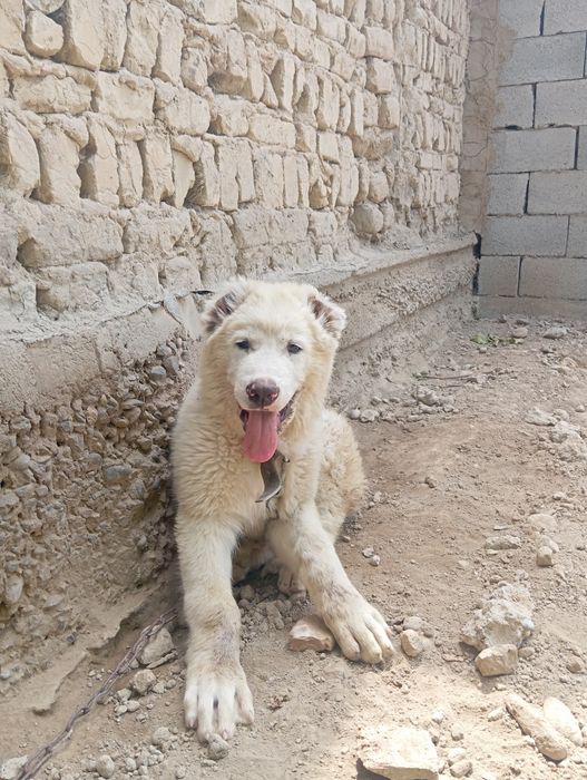 Toza alabay va kangal bolasi oʻgʻil