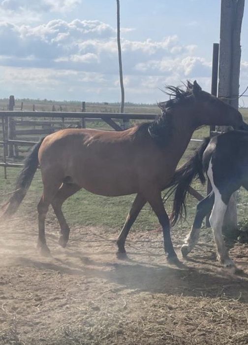 Құлынды биелер сатылады