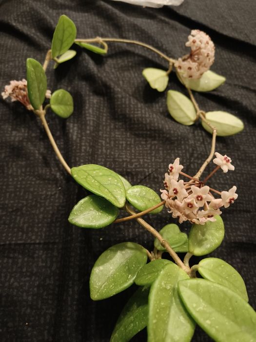 Vand hoya carnosa