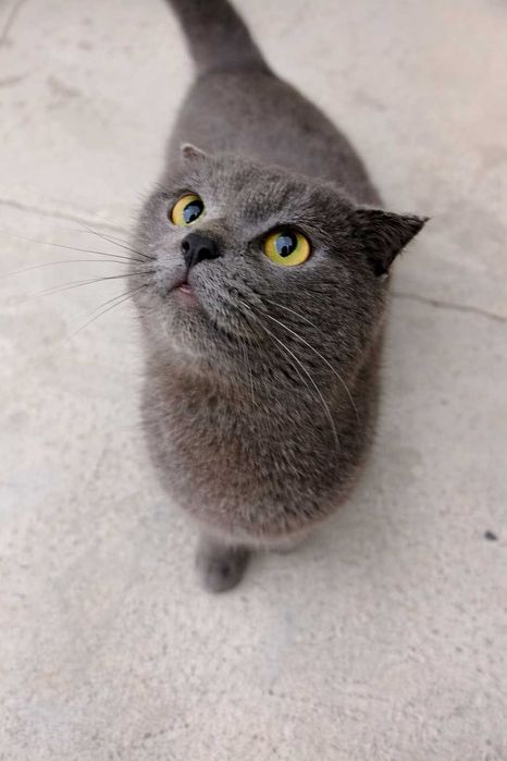 Продам британская короткошёрстная