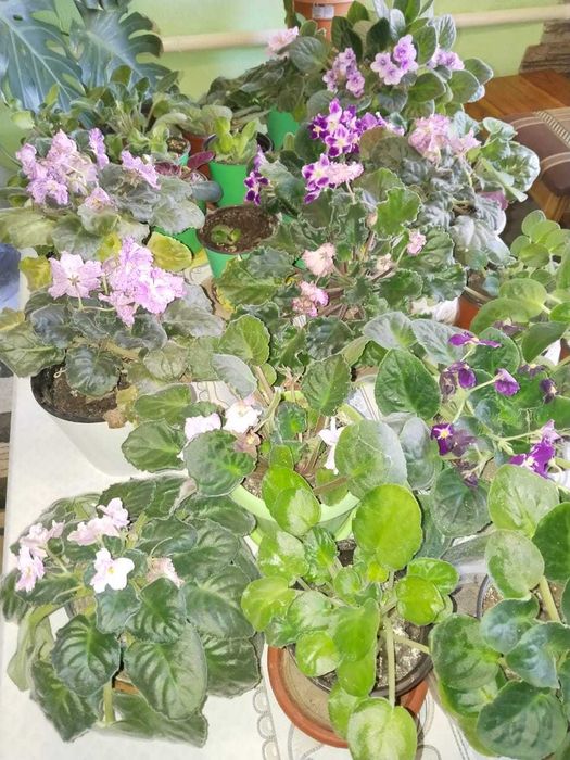 Фиалки комнатные