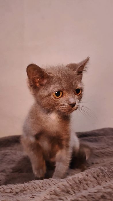 Ищем дом очаровательному котёнку