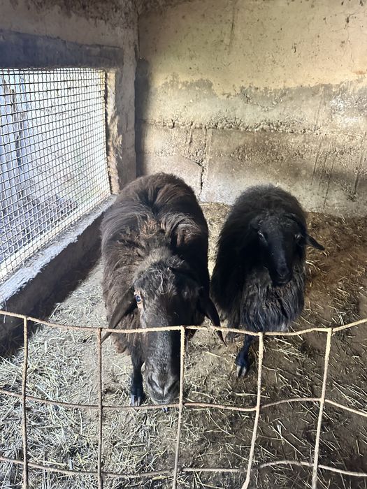 Обмен Кочкар на ягнят