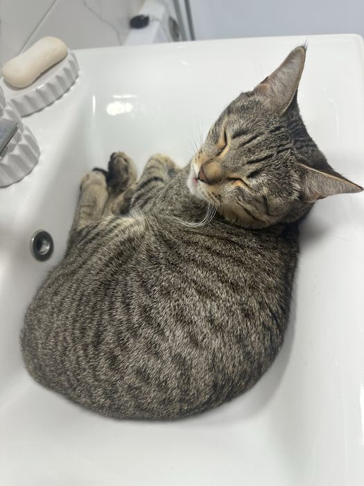 Отдаем котенка в хорошие руки