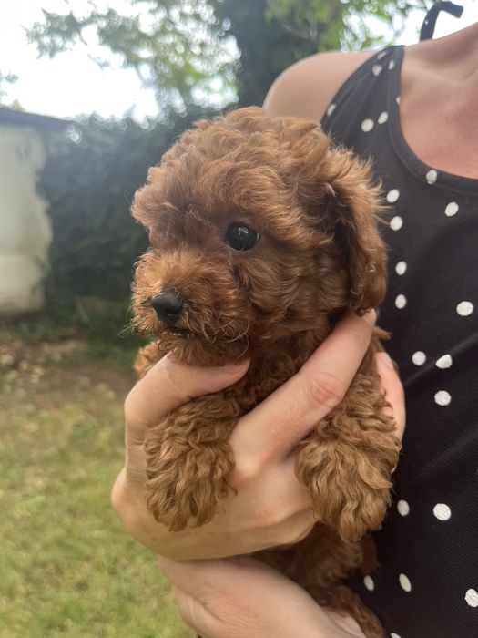 Пудел той/ poodle toy