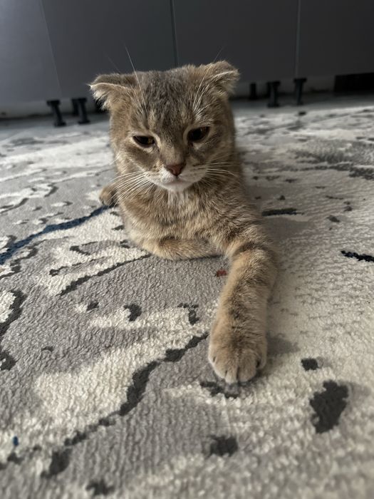 Кошки бесплатно