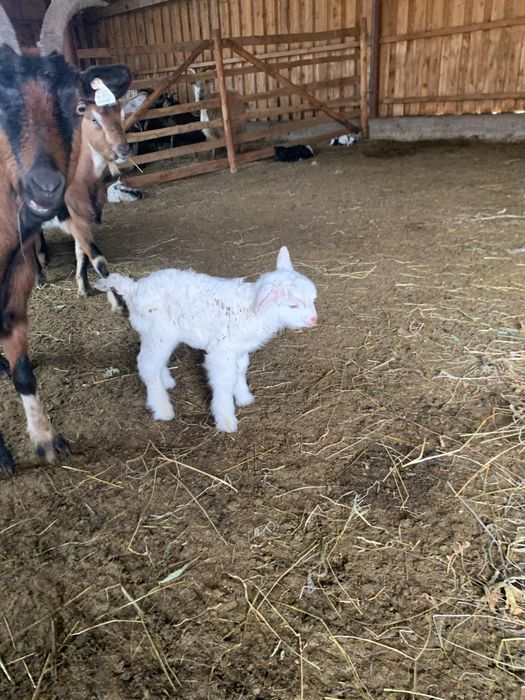 Disponibil ieduti de cateva zile