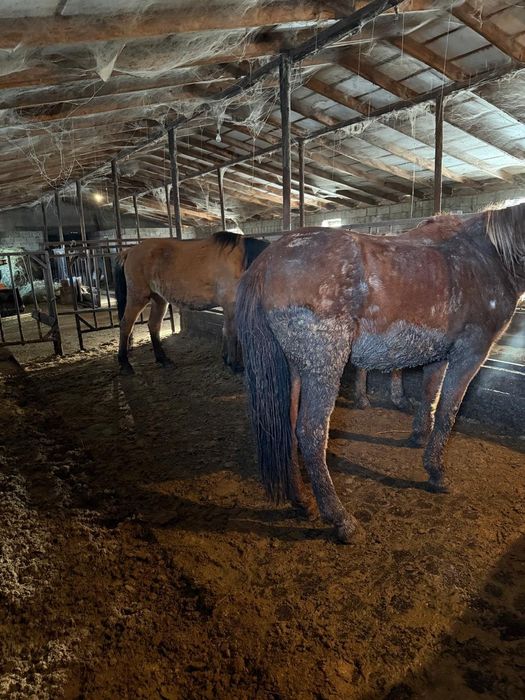 Соғым тай бие байтал құнан дөнен