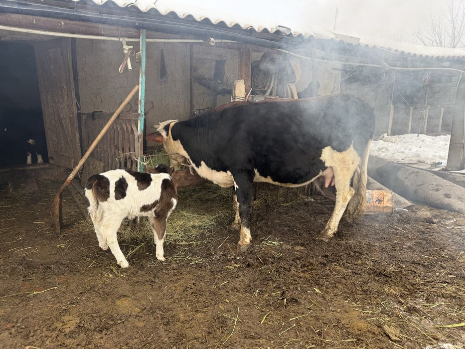 Бұзаулы сиыр корова с теленком