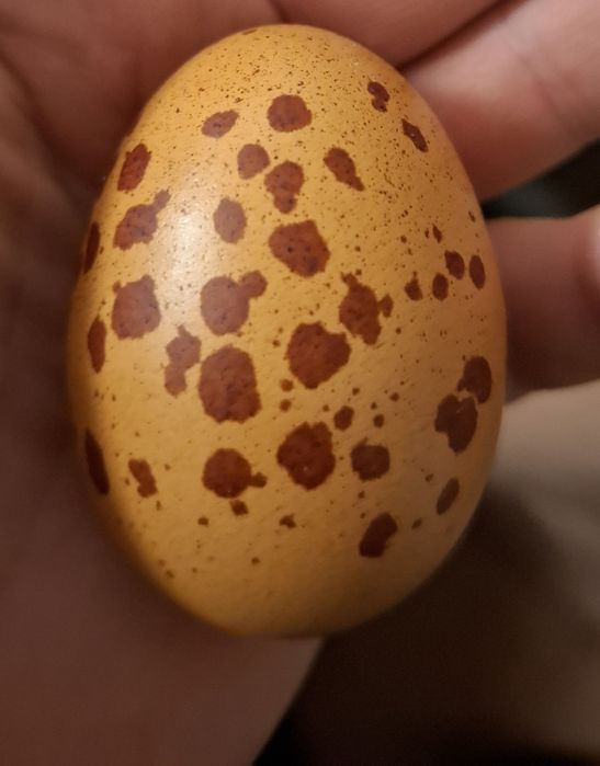 Ouă Marans pentru incubat