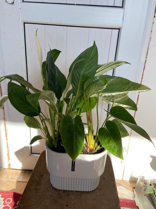 Продаётся домашние цветы