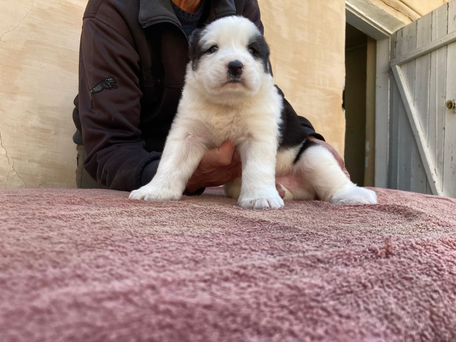 Щенок ( туркменского Алабая ) чистокровный