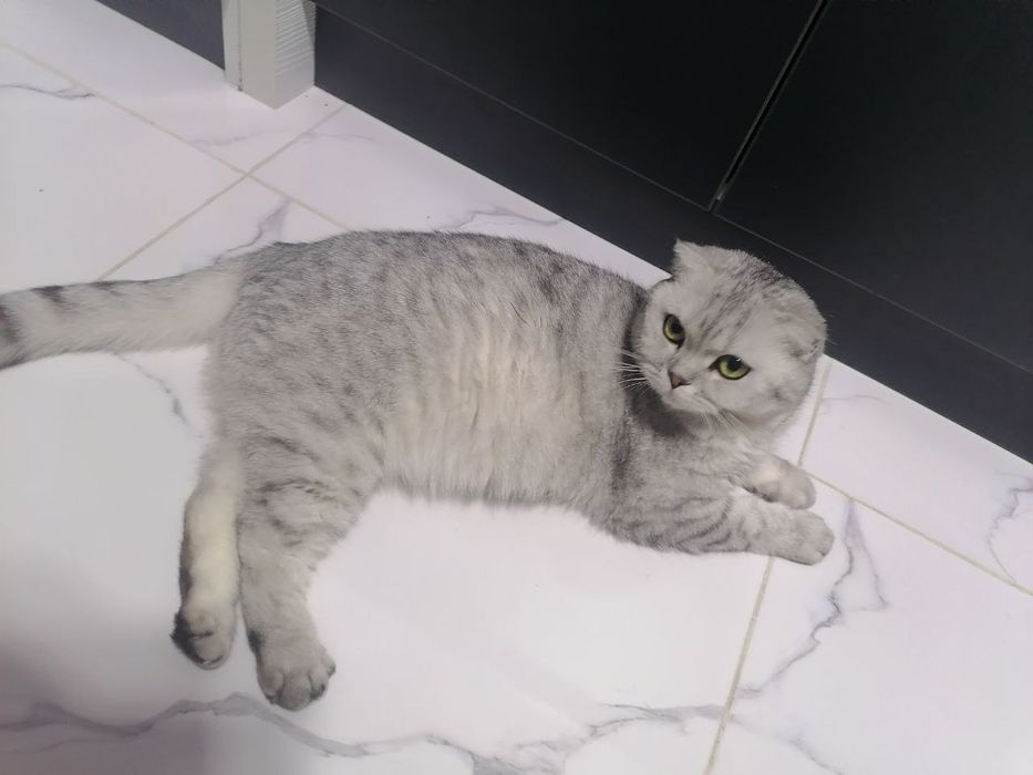 Серебристый табби шиншилла девичка