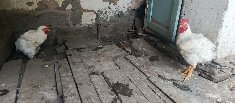 Продаю бролеров 4 месячных