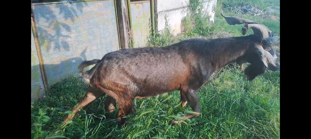 Пръч голям и кротък