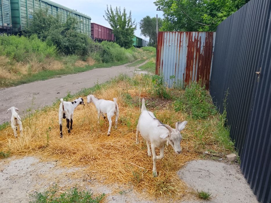 Продам козу первый окот