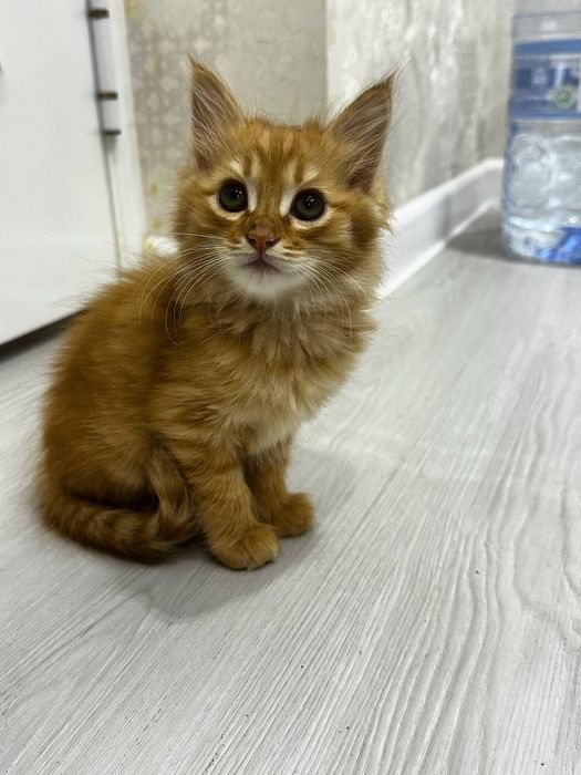 Отдам в добрые ручки чистеньких домашгих котят