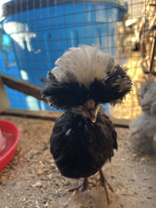 1 yarim oylik jòjalar oq qora tojli toza nasl