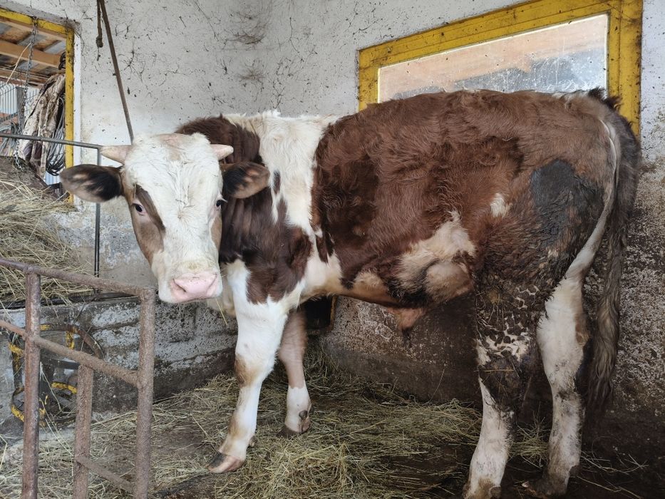 Vițel bălțată românească