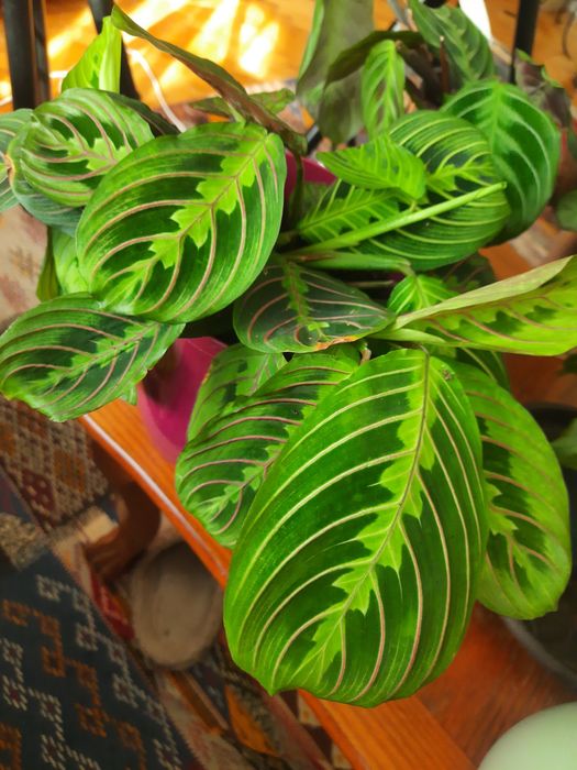 Flori tropicale Calathea, Ctenante si Maranta cu colorit deosebit.