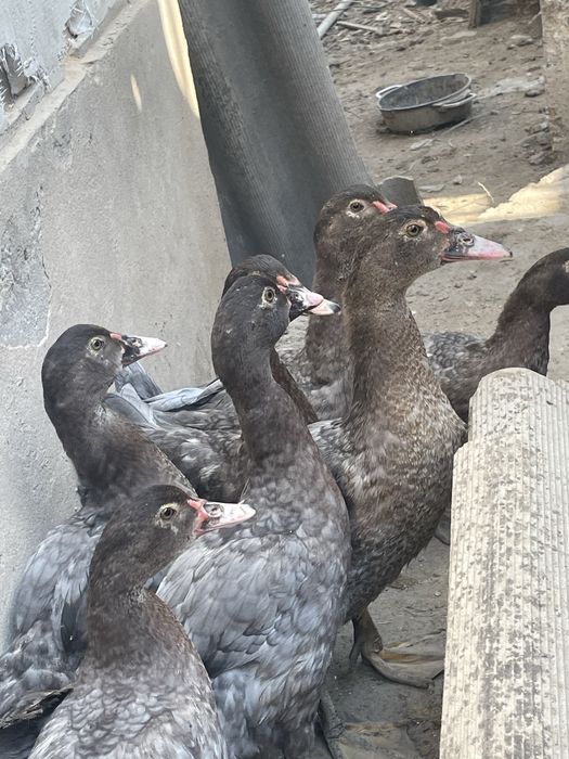 Ескі әйелдер мастурбация порно