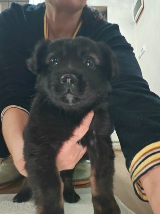 Щенок-девочка, 1,5 месяца, в добрые руки