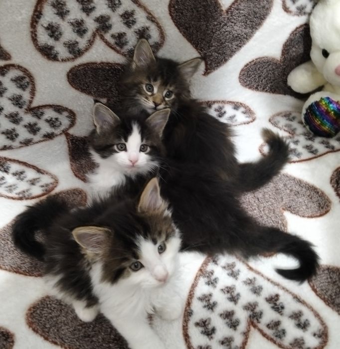 Крупные Малыши Котята Мейнкун!