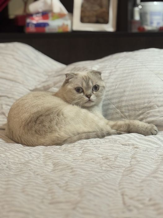 Отдадим кошку в добрые руки