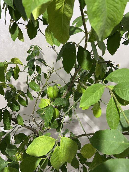 Лимон домашний