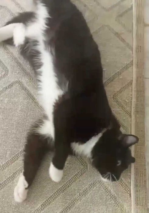 Умный котик ищет дом