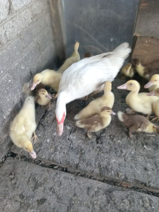 Продам индоутят.