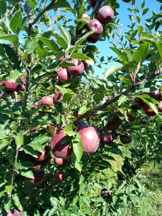 Продам Яблоки ОПТОМ