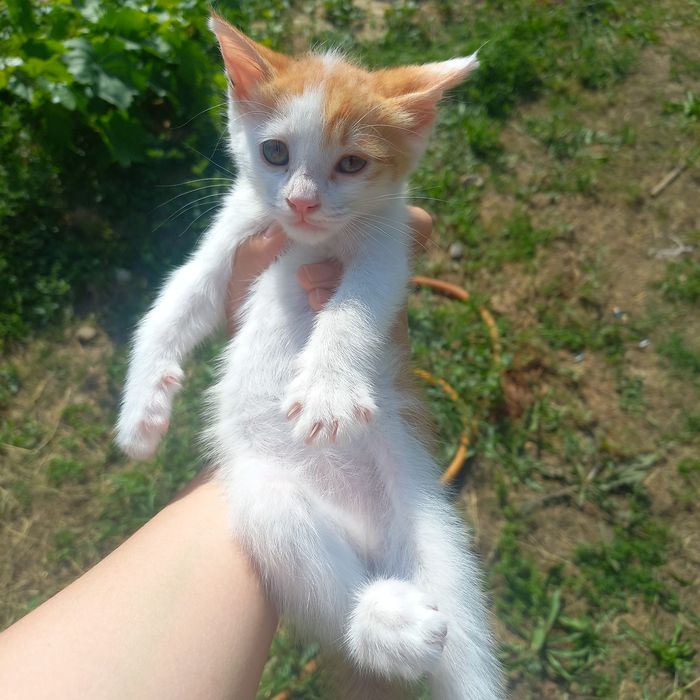 Котёнок девочка в хорошие руки
