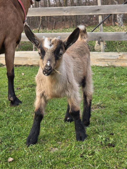 Ieduțe din mame bune de lapte